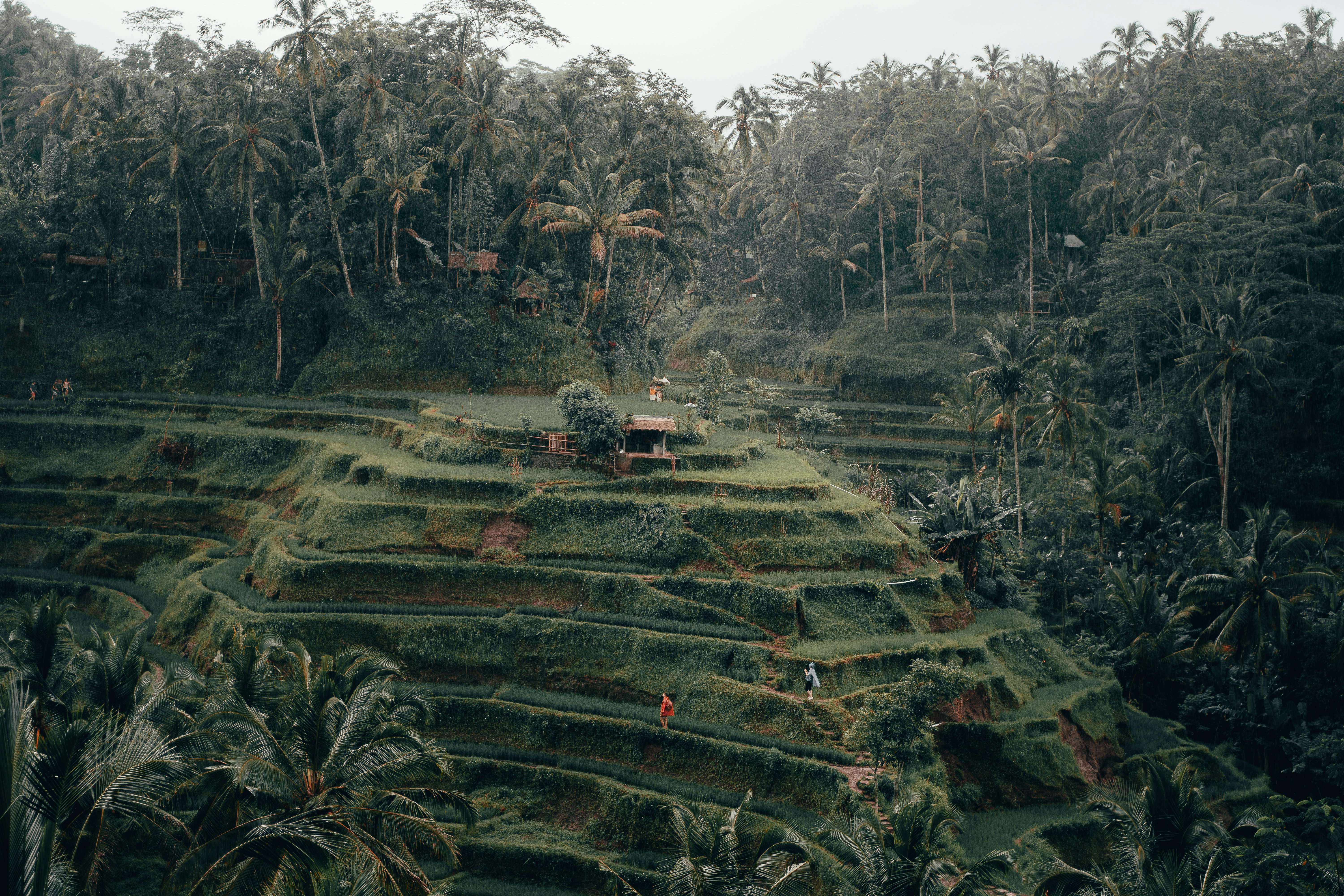 Tegalalang Rice Terraces, Bali