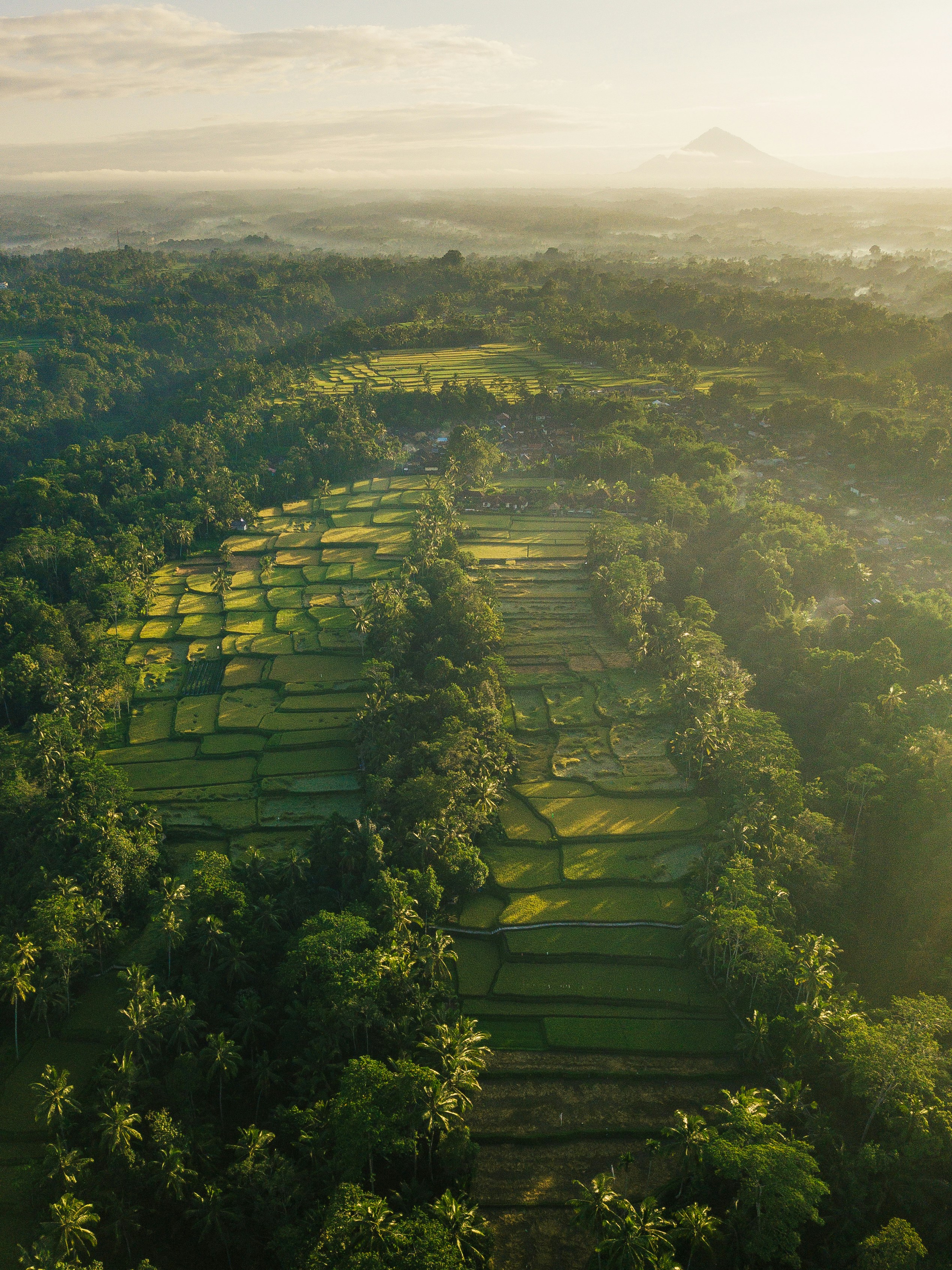 Aerial Rice Fields, Ubud