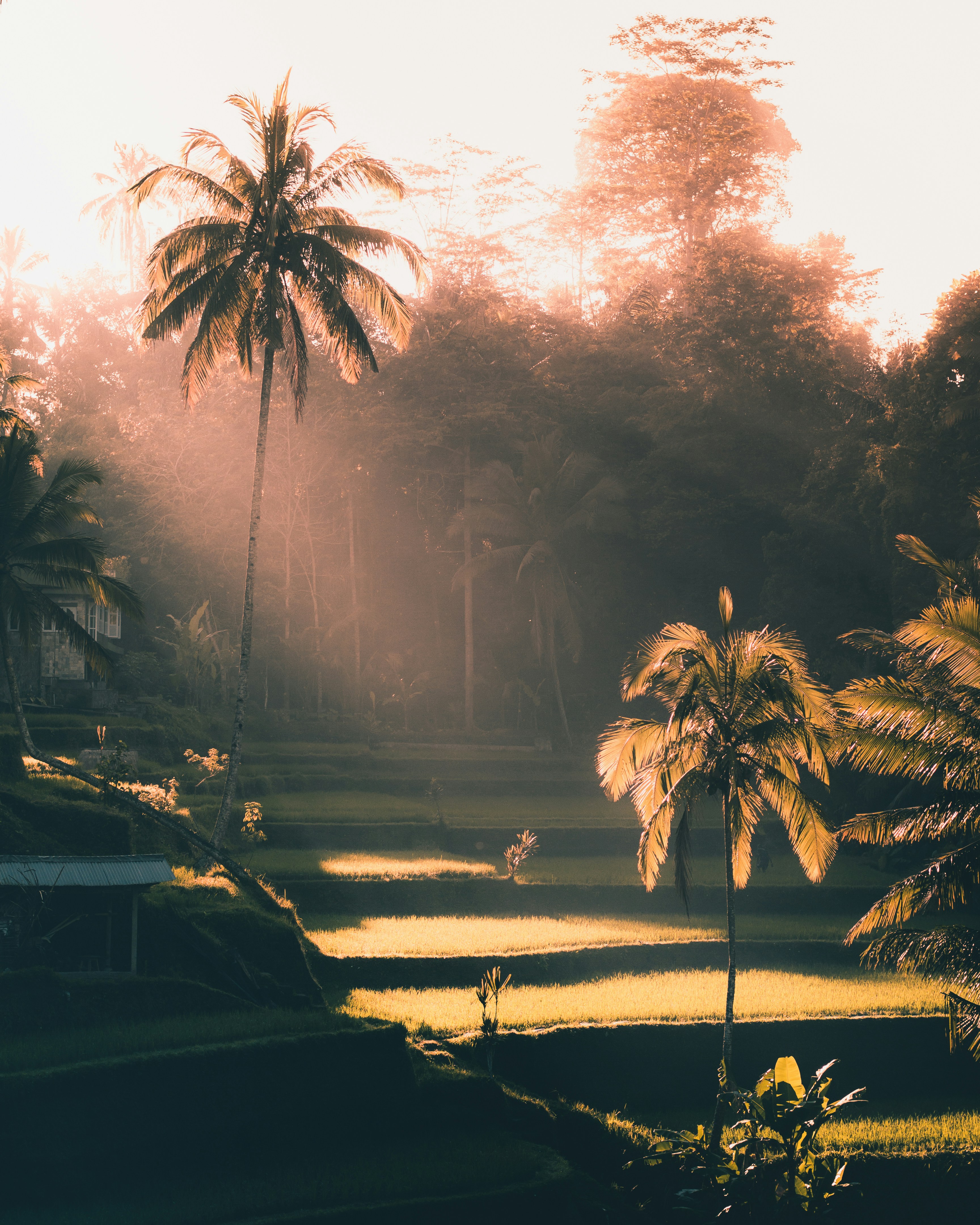 Golden morning light over Bali rice fields